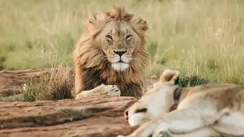 Siyavaya Adventures - Wild Safari