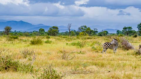 The Kruger National Park © www.theguys.co.za